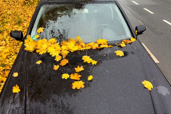 car with yellow leaves fallen on top