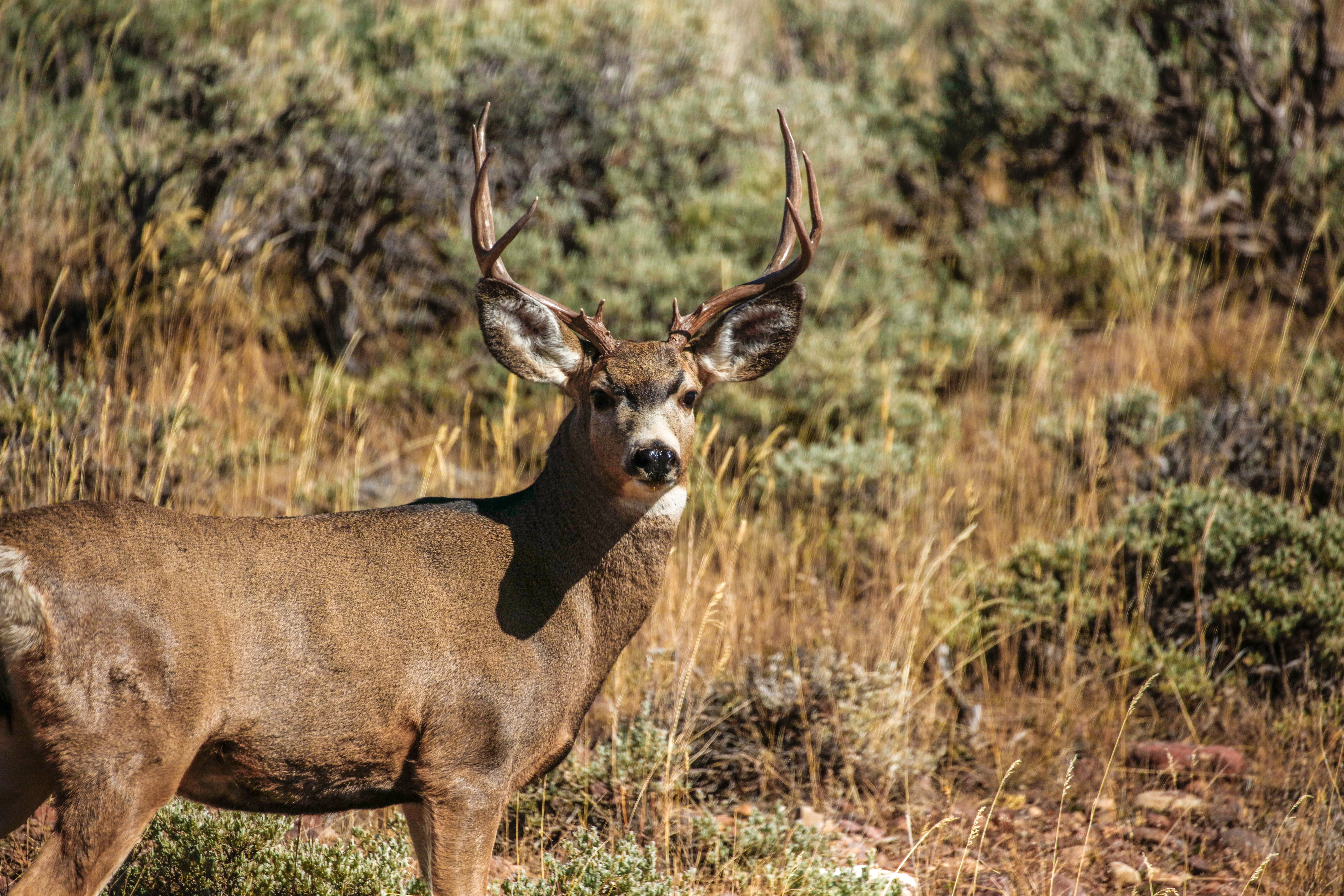 Take your deer elk and wildlife car crash repairs to Anderson's Autobody in Ponderay Idaho